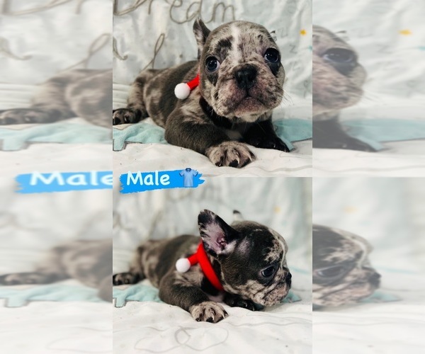 Medium Photo #1 French Bulldog Puppy For Sale in MIAMI, FL, USA