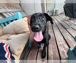 Small #7 Labrador Retriever Mix