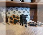 Small Photo #24 Chihuahua Puppy For Sale in FORT LAUDERDALE, FL, USA