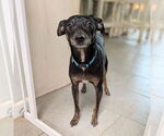 Small #1 Mutt