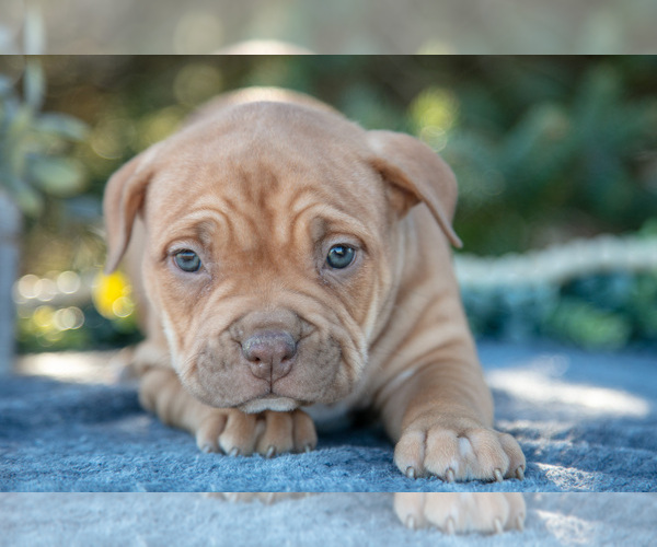 Medium Photo #3 American Bully Puppy For Sale in TOPEKA, IN, USA