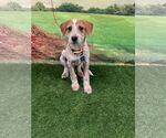 Small German Wirehaired Pointer Mix