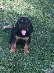 Bloodhound Puppy for sale in FLORENCE, MS, USA