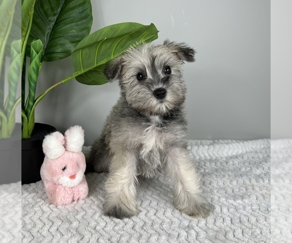 Medium Photo #4 Schnauzer (Miniature) Puppy For Sale in FRANKLIN, IN, USA