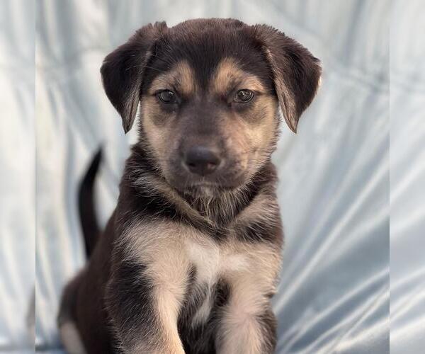 Medium Photo #3 Mutt Puppy For Sale in San Diego, CA, USA
