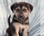 Small Photo #3 Mutt Puppy For Sale in San Diego, CA, USA