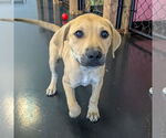 Small #5 Mutt