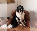 Small Border Collie-Great Pyrenees Mix
