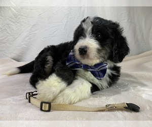 Bernedoodle Puppy for sale in HOLT, MO, USA