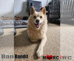 Small Photo #2 Pomsky Puppy For Sale in Maryville, TN, USA