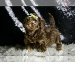 Small Photo #87 Yorkipoo Puppy For Sale in WARSAW, IN, USA