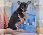 Small #5 Chihuahua