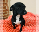 Small #1 Chihuahua Mix