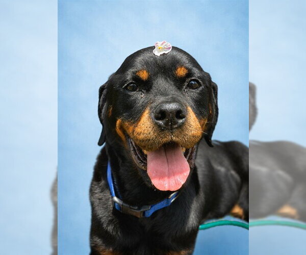Medium Photo #1 Rottweiler Puppy For Sale in Westminster, MD, USA