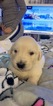 Small Photo #7 Golden Retriever Puppy For Sale in CHULA VISTA, CA, USA