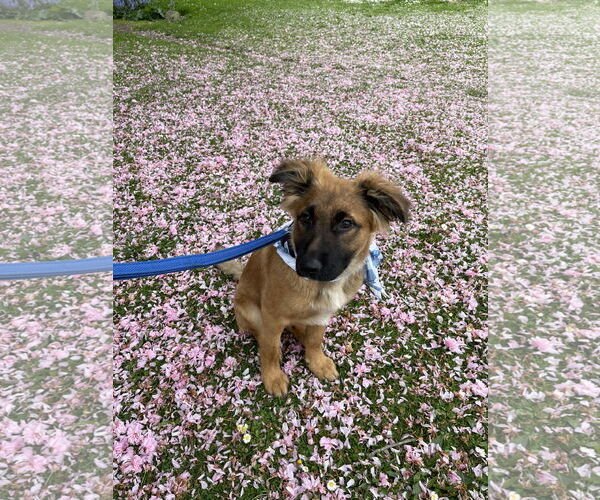Medium Photo #5 German Shepherd Dog Puppy For Sale in Seattle, WA, USA