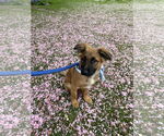 Small #4 German Shepherd Dog