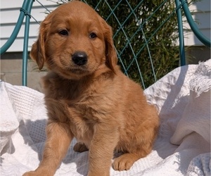 Medium Golden Retriever