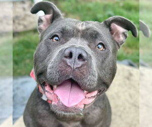 American Pit Bull Terrier-Unknown Mix Dogs for adoption in Jefferson, WI, USA