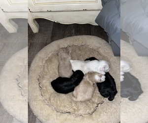 Maltipoo (Miniature) Puppy for sale in DOUGLAS, GA, USA