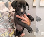 Small #1 American Staffordshire Terrier Mix