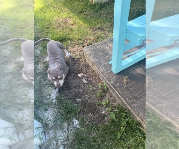 Medium Photo #13 American Bully Puppy For Sale in BROCKTON, MA, USA