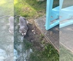 Small #12 American Bully
