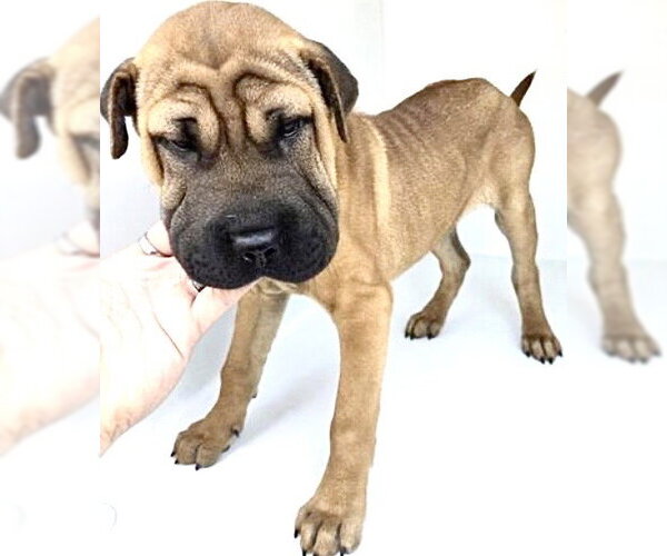 Medium Photo #1 Chinese Shar-Pei-Unknown Mix Puppy For Sale in Houston, TX, USA