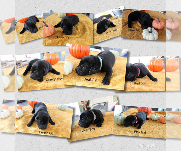Medium Photo #1 Labrador Retriever Puppy For Sale in CLOVER, VA, USA
