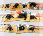 Small Photo #1 Labrador Retriever Puppy For Sale in CLOVER, VA, USA