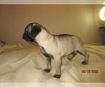 Small Photo #6 Pug Puppy For Sale in HUGUENOT, NY, USA