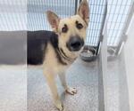 Small #1 German Shepherd Dog