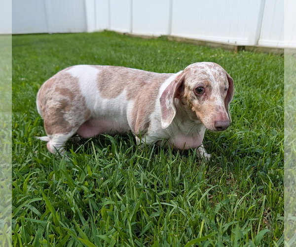 Medium Photo #2 Dachshund Puppy For Sale in Shelbyville, TN, USA