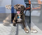 Small Photo #2 Labrador Retriever-Unknown Mix Puppy For Sale in Rockaway, NJ, USA