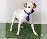 Small #2 Pug Mix