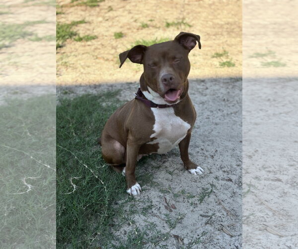 Medium Photo #2 Mutt Puppy For Sale in Orlando, FL, USA