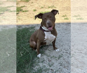 Sage - Female Mutt Dog for Adoption - Photo #2