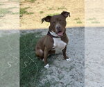 Small #1 Mutt