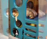 Small Photo #11 Border-Aussie Puppy For Sale in Highland, IL, USA