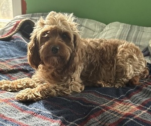 Mother of the Cavapoo (Miniature) puppies born on 11/25/2025