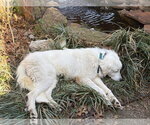 Small #3 Great Pyrenees