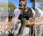 Small Photo #40 Bullmastiff Puppy For Sale in LOS ANGELES, CA, USA