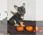 Small Photo #1 French Bulldog Puppy For Sale in BRONX, NY, USA