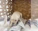 Small #9 Golden Retriever