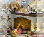Small Photo #4 Golden Retriever-Poodle (Toy) Mix Puppy For Sale in CINCINNATI, OH, USA