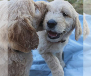 Goldendoodle Puppy for sale in YAMHILL, OR, USA