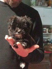 Unknown-Yo-Chon Mix Puppy for sale in SEVERNA PARK, MD, USA