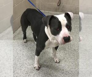 Mutt Dogs for adoption in Conroe, TX, USA