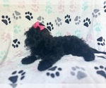Small #7 ShihPoo