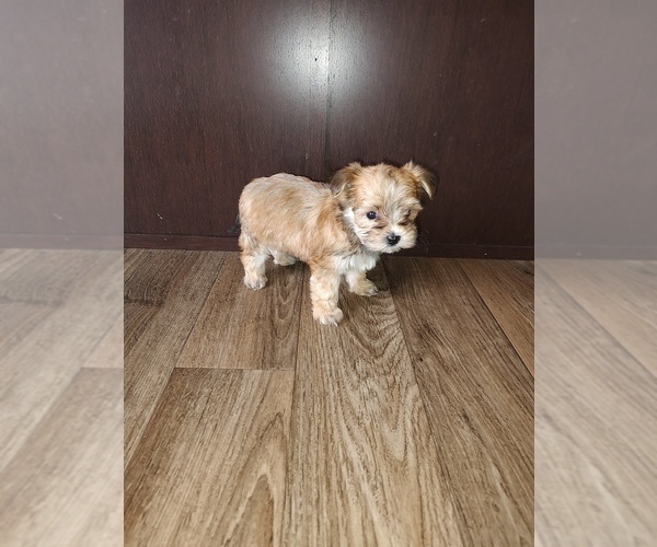 Medium Photo #1 Yorkshire Terrier Puppy For Sale in LAPEER, MI, USA